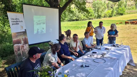Estudi carn vaques pastura