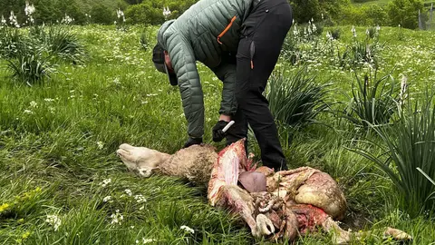 Ovellla morta a Bagergue