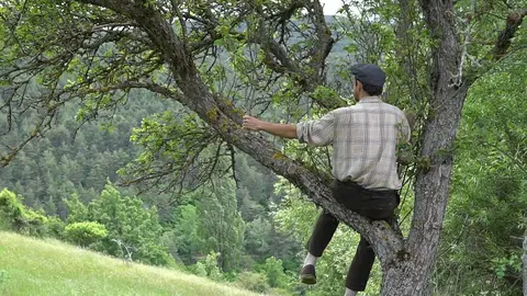 Quiri Nyus arbre1