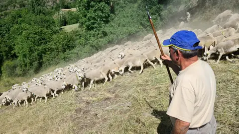 Ramon Cornellana en una finca de Farrera amb el seu ramat d'ovelles. 