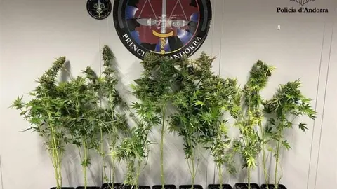 Policia andorrana marihuana