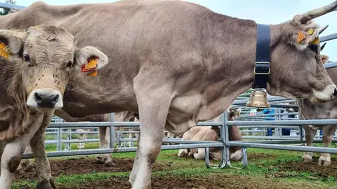 Fira Ramadera de la Pobleta de Bellve&iacute; 2022