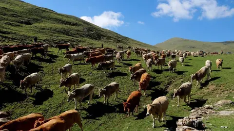 Vaques Vall d'&Agrave;ssua 1