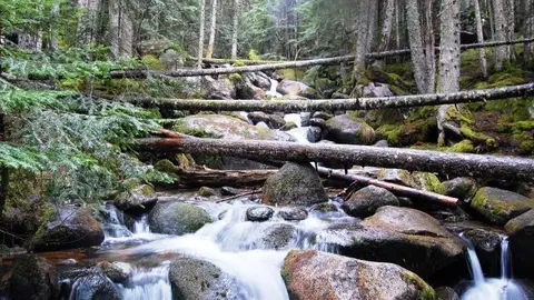 Bosc del Gerdar