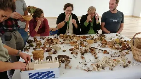 classificaci&oacute; bolets (1)