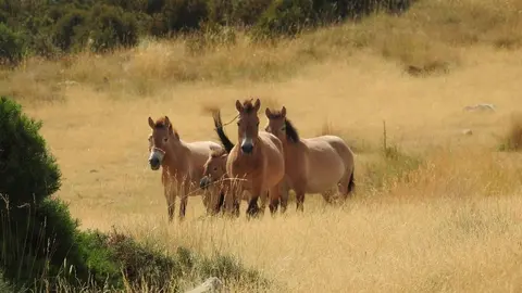 Cavalls Boumort