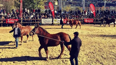 Concurs de cavalls de la Fira de Puigcerd&agrave; 2022 5