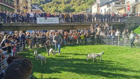Fira de Tardor Sort 1