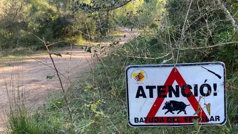 Batuda senglar ACN