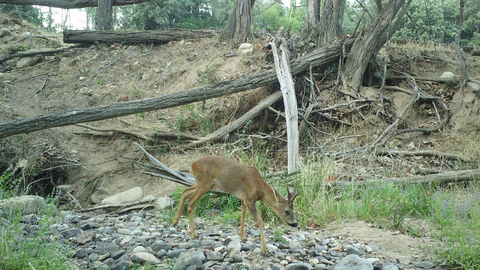 Mam&iacute;fers forestals 3