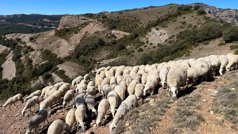 Corder Pallars Fira Pallars 1