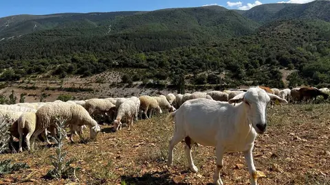 Ramaders Pallars Juss&agrave; 2