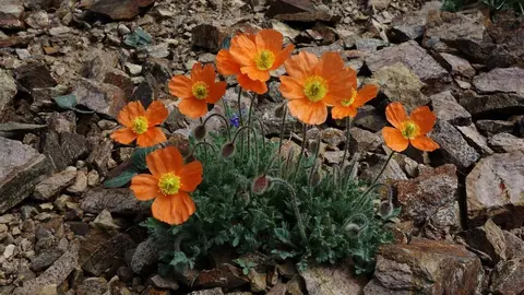 Foto flora Ll&iacute;via