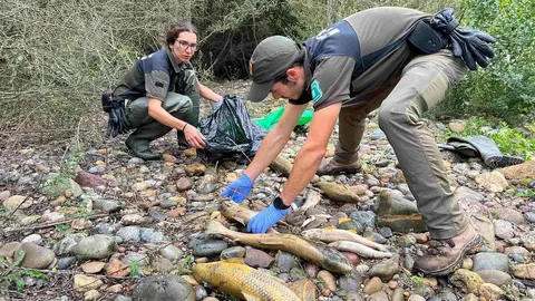 Noguera Pallaresa Talarn mort peixos 1