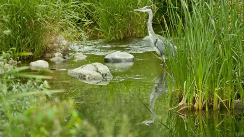 Un-riu-ocells Aub&egrave;rria