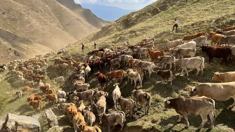 Vaques Llessui 1