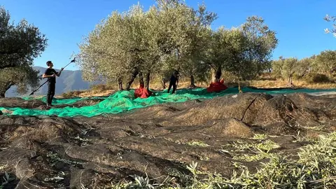 Oliveres Vall de Barcedana 1