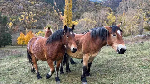 Cavall pirinenc catal&agrave; a Espui