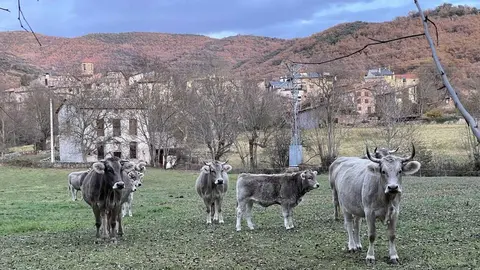 Vall Fosca ramat vaques 