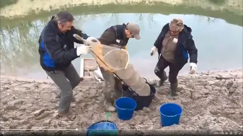 Peixos Basturs