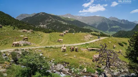Camins Aran