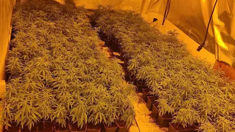 Plantaci&oacute; marihuana Gerri