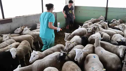 Llengua blava vacunaci&oacute;