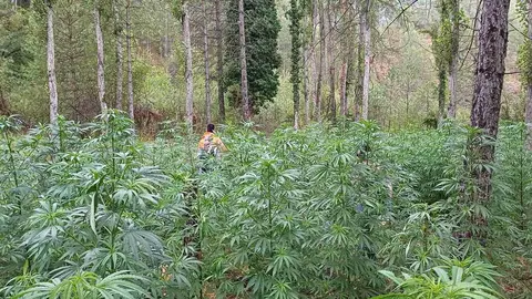 Mossos plantaci&oacute; marihuana Aliny&agrave;