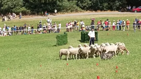 Concurs gossos d'atura 2024 1