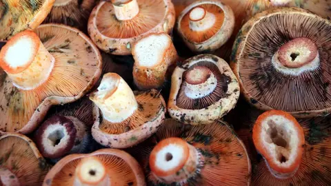 Rovellons cal Rosal