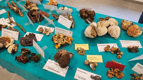 Exposici&oacute; bolets PNAP