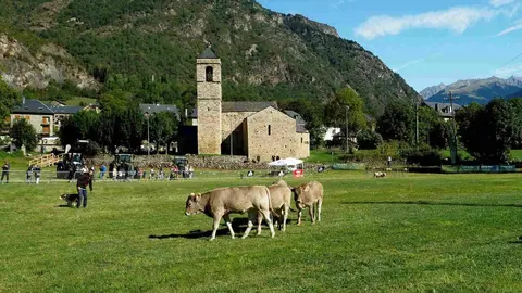 Barruera Gossos d'atura amb vaques