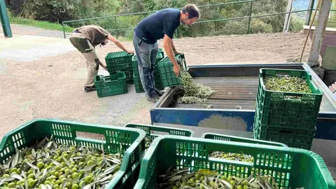 Mol&iacute; d'oli Vall de Barcedana Marta Lluvich 1