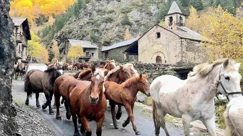 Cavalls Pablo Moreno 1