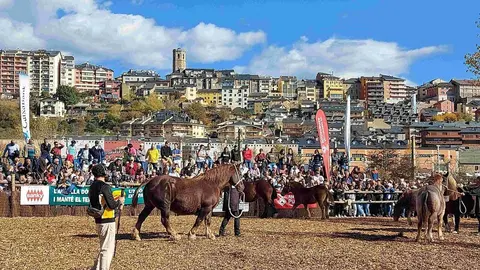 Fira del Cavall de Puigcerd&agrave; 2024 FS 1