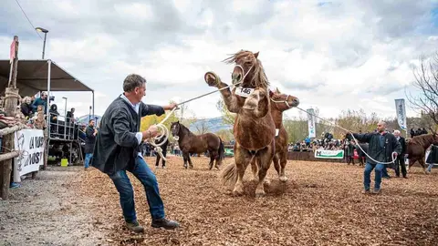 43e-concurs-de-cavalls-fira-puigcerda-1