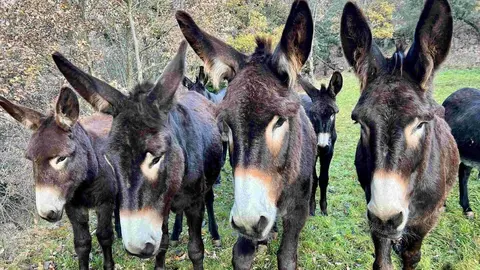 Apadrina un ruc catal&agrave; 1