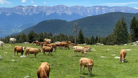 pastures-pradell-primavera-vaques-serra-cadi-IST
