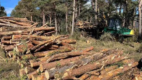 Bosc Sal&agrave;s de Pallars fong 4 @Marta Lluvich