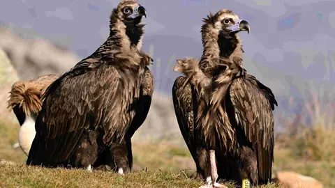 Voltors negres @Gerard Plana