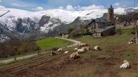 Llessui vaques Marta Lluvich