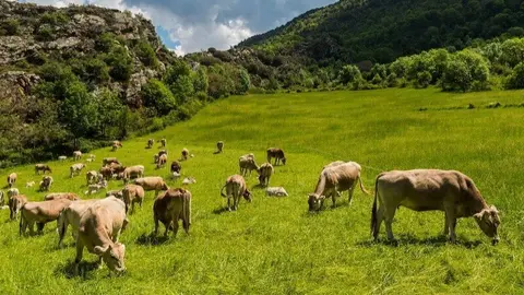 Pastura Alt Pirineu