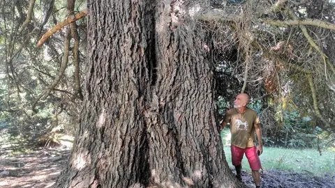arbres monumentals PNAP Territori 1