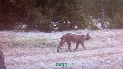 Linx