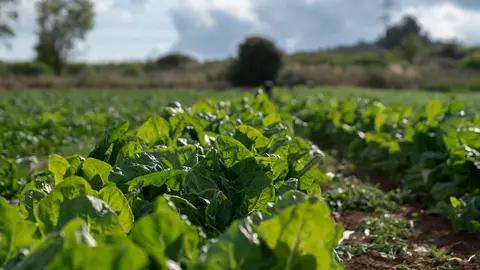 Conreu d'horta