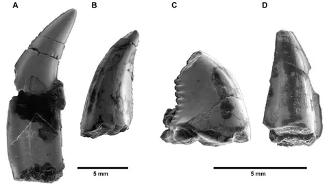 Dinosauris dents 1