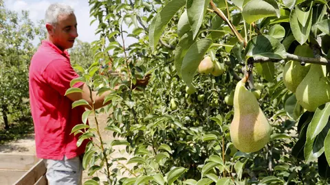Collita de pera a Lleida &copy;AgroLab