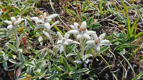 FLOR DE NEU