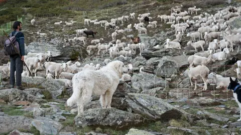 gossos de protecci&oacute;