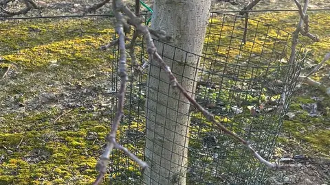 Proteccions als conreus &copy;DARP